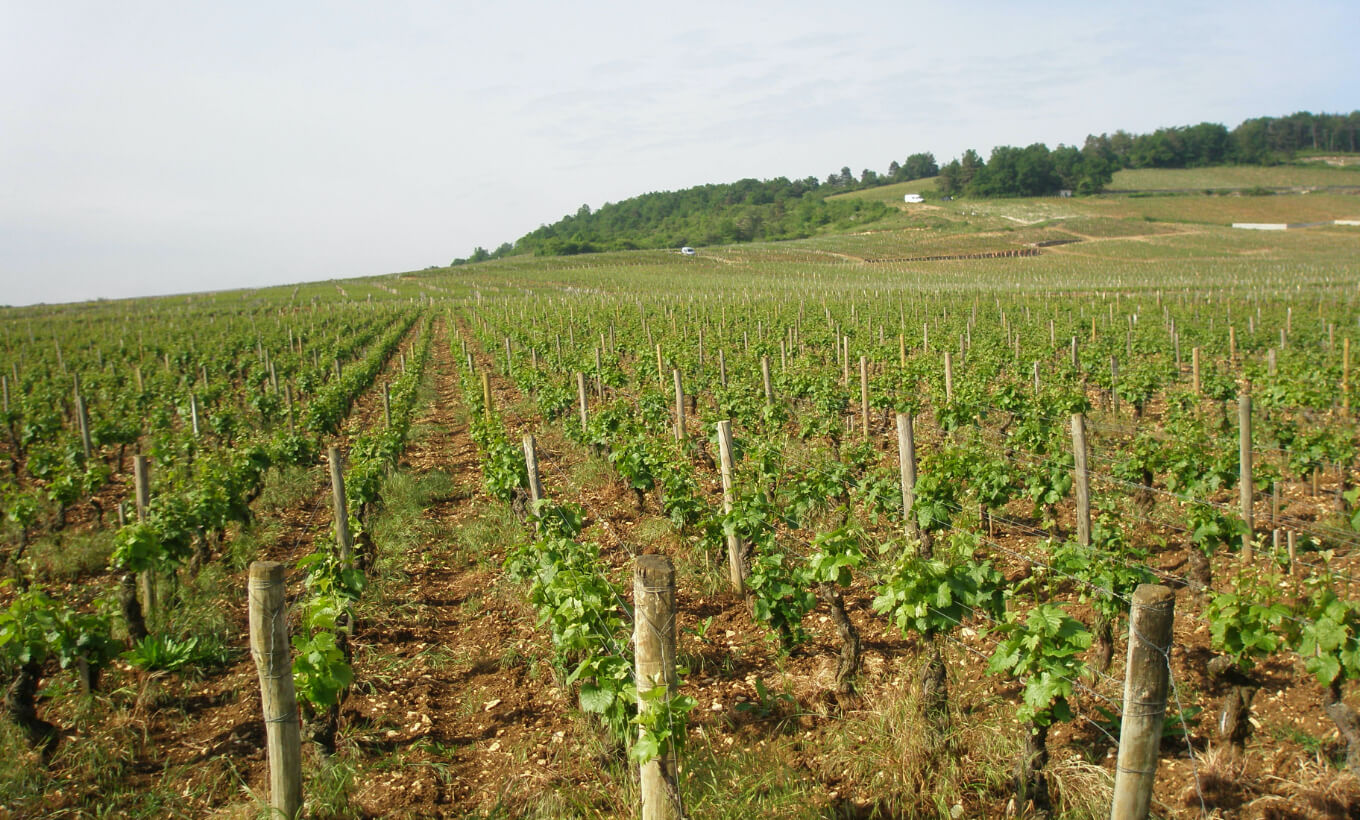 DOMAINE GUILBERT GILLET - 株式会社フィネス DOMAINE GUILBERT GILLET - 株式会社フィネス